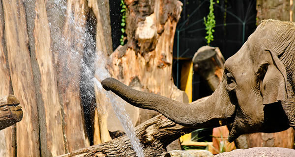 Olifant-indra-600