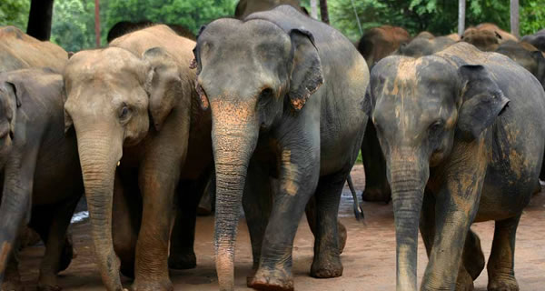 Sri_Lanka_Elephants_600