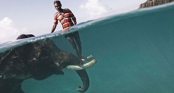 elephant-600