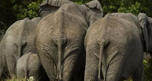 elephants-in-room-600