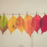 bladeren aan waslijn in verschillende kleuren - chris-lawton-5IHz5WhosQE-unsplash-2