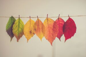 bladeren aan waslijn in verschillende kleuren - chris-lawton-5IHz5WhosQE-unsplash-2