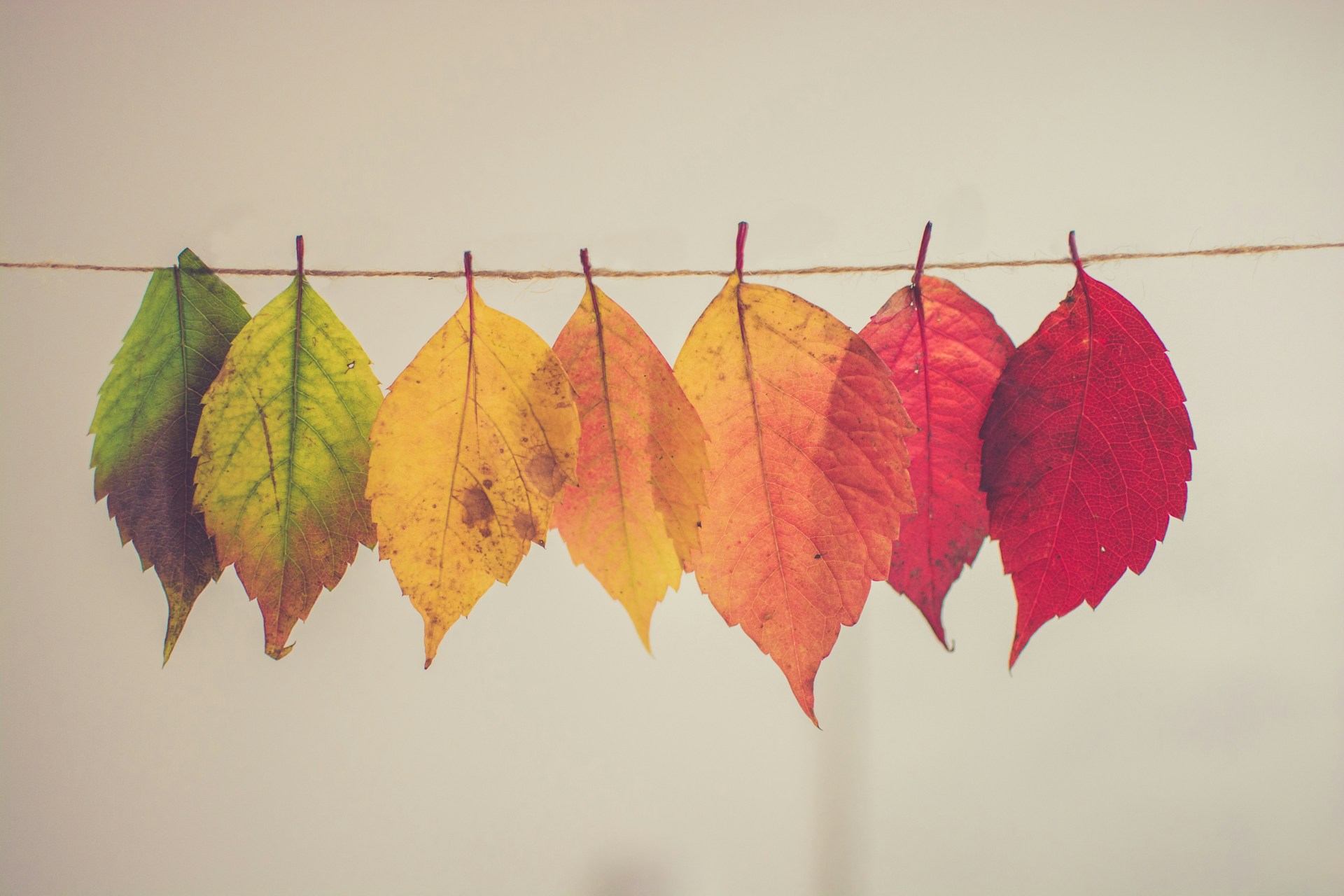 bladeren aan waslijn in verschillende kleuren - chris-lawton-5IHz5WhosQE-unsplash-2