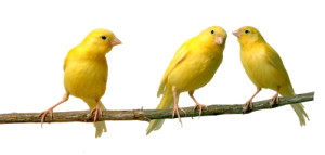 canaries-listening