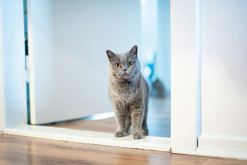 grijze kat in deuropening - marjan-grabowski-_M7BGSi_aRQ-unsplash