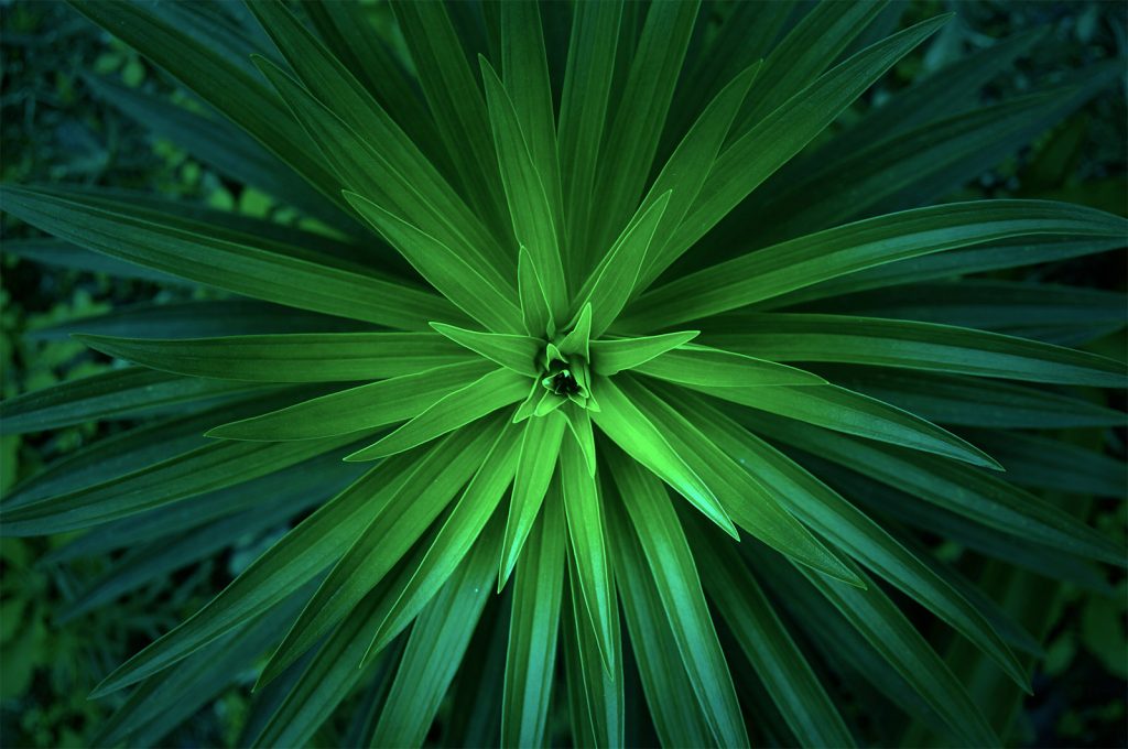 plant meiying-ng-71588 Unsplash