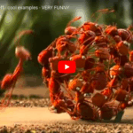 video screenshot