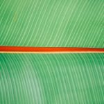 Leave_Pattern