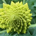 Romanesco broccoli eric-deschaintre-npGN3c_g51A-unsplash