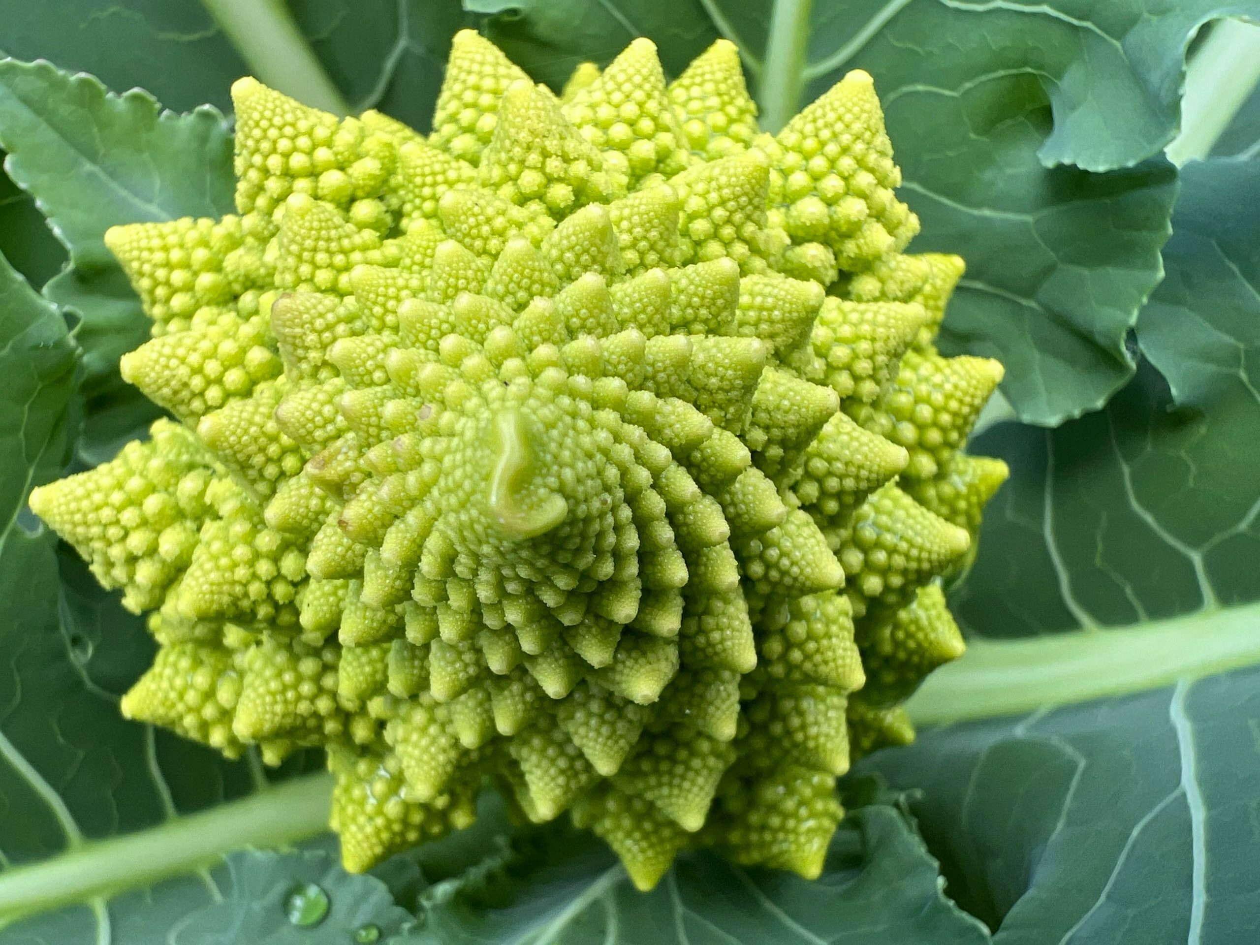 Romanesco broccoli eric-deschaintre-npGN3c_g51A-unsplash