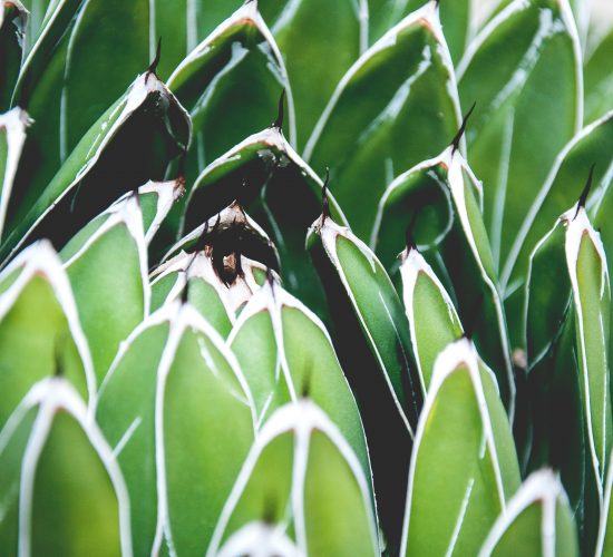 lina-white-unsplash