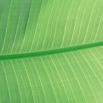 photo-scott-webb-unsplash-leaf