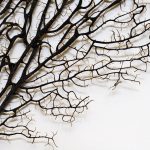 Tree branches by Ron Whitaker on Unsplash