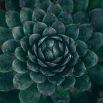 photo by taras chernus unsplash