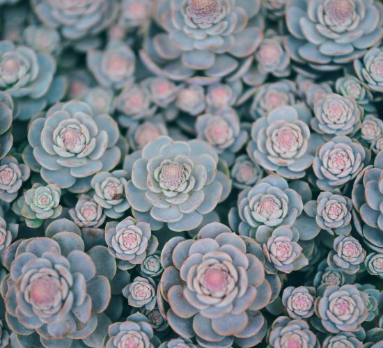 fractaal vetplant