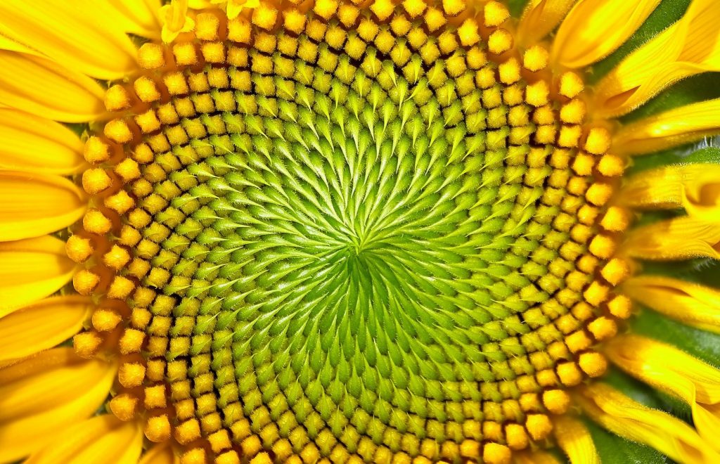 mathew-schwartz-3EA3HCydPIs-unsplash-cropped