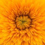 V2osk-unsplash_flower