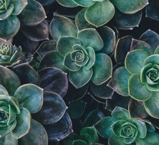 annie-spratt-8mqOw4DBBSg-unsplash