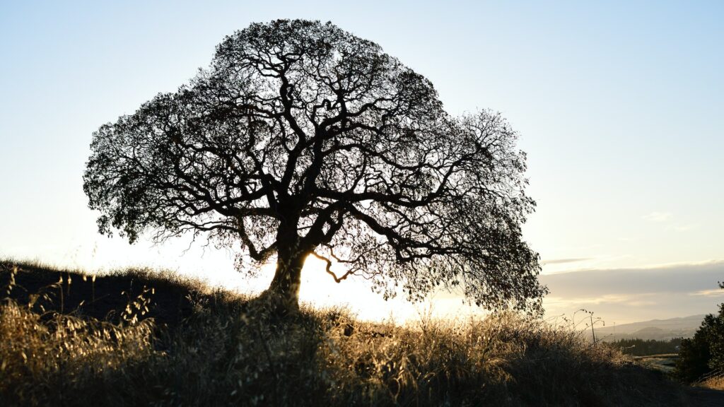 Tree mario-mesaglio-KnBHXJzqIRs-unsplash