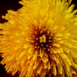 photo-copyrights-ian-talmacs-zNXrDa6lIwY-unsplash