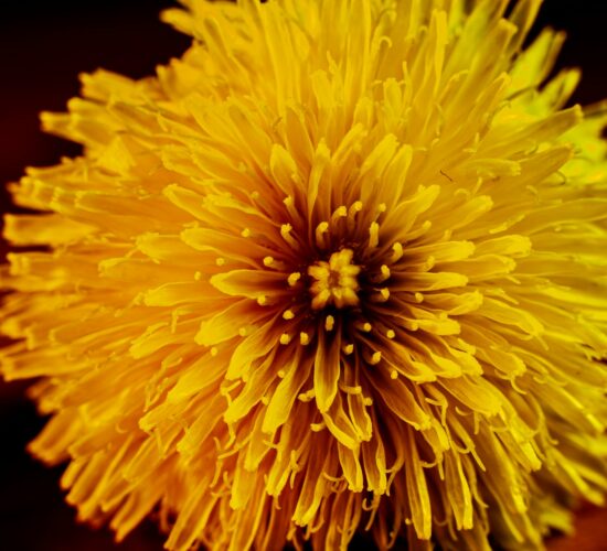 photo-copyrights-ian-talmacs-zNXrDa6lIwY-unsplash