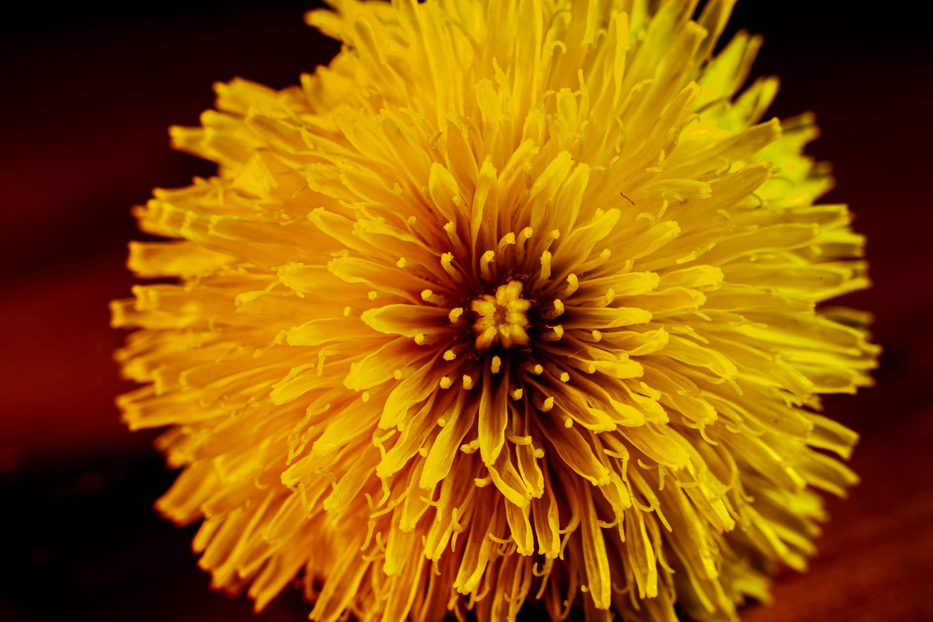 photo-copyrights-ian-talmacs-zNXrDa6lIwY-unsplash