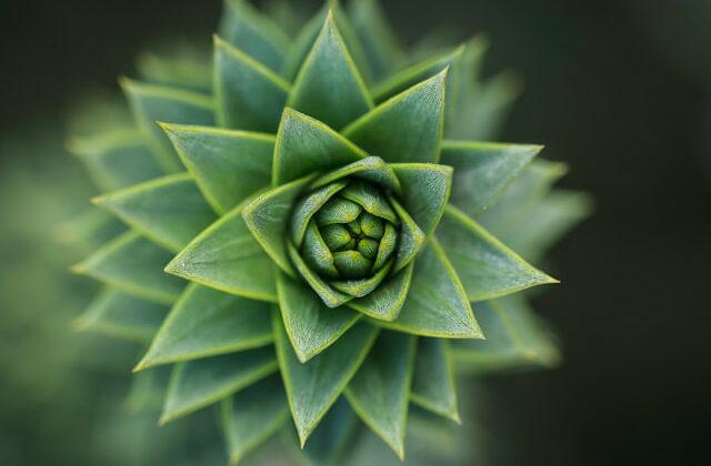 timo-trilk-86nfOkIHH5s-unsplash