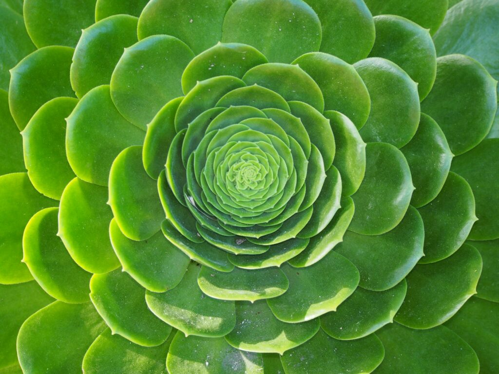 fractaal-liz-delassus-3a9npnXpe1s-unsplash