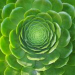 fractaal-liz-delassus-3a9npnXpe1s-unsplash
