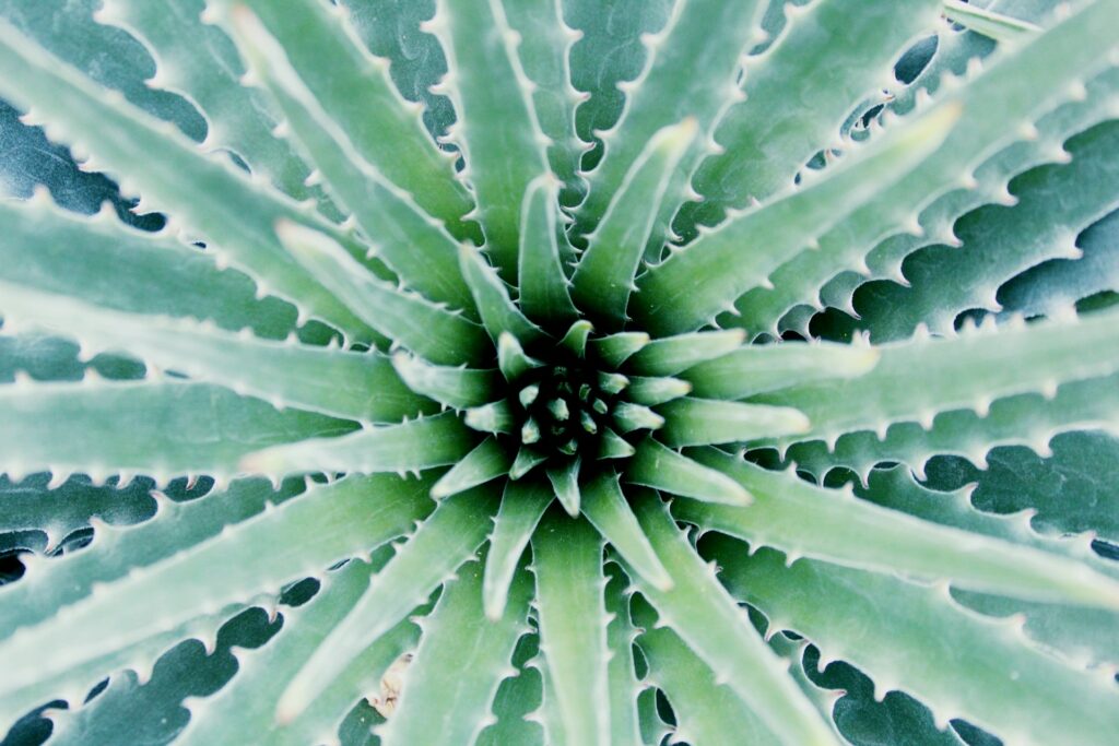 fractaal-olesia-bahrii-N_jqEdieu7I-unsplash