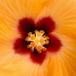 Gele bloem door aykut-eke-0EPcoWnN-UY-unsplash