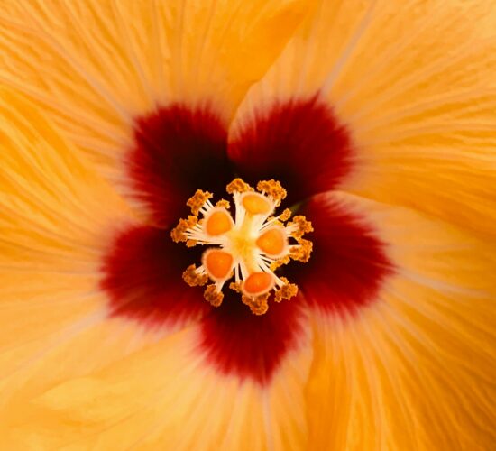 Gele bloem door aykut-eke-0EPcoWnN-UY-unsplash