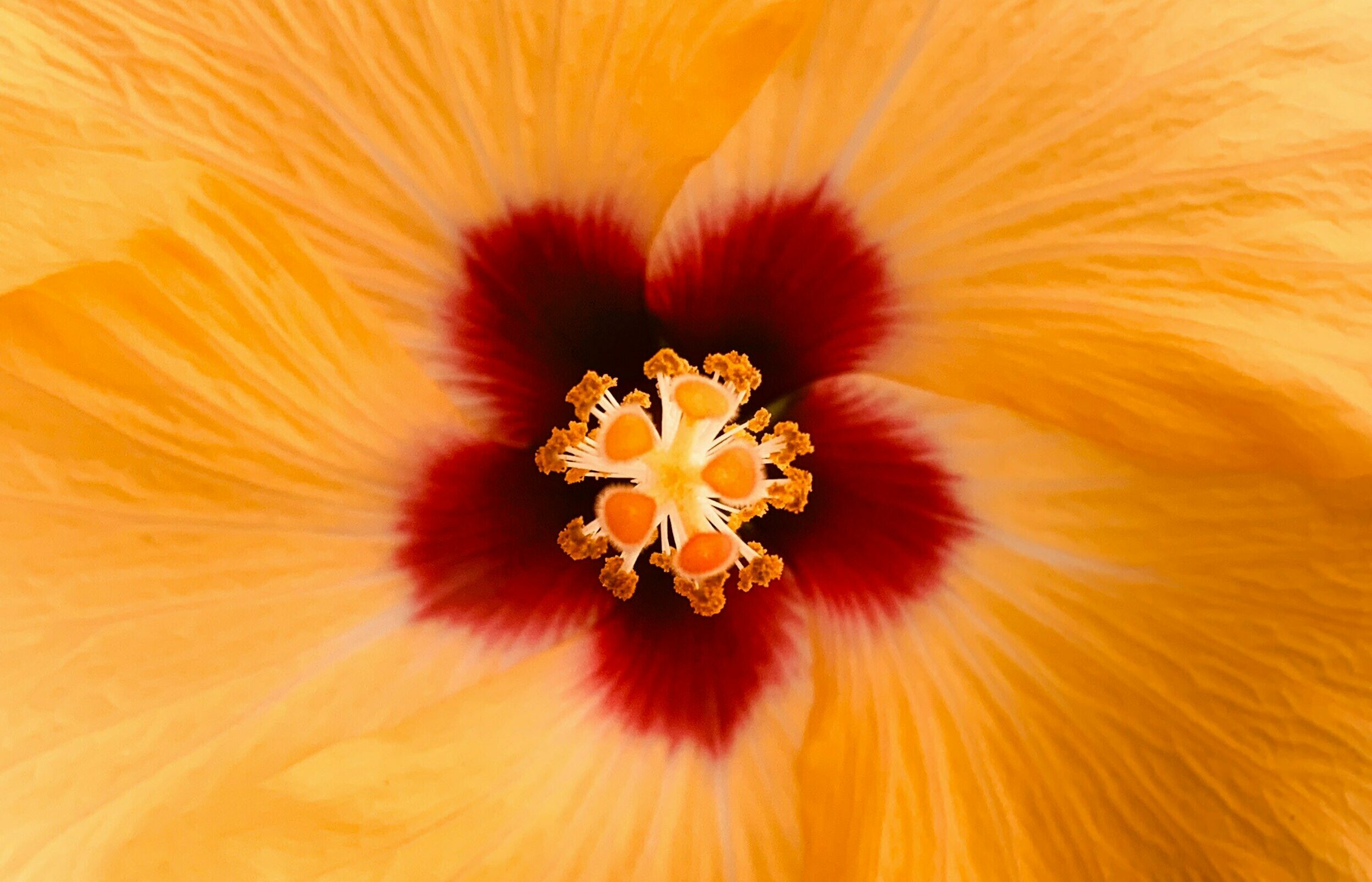 Gele bloem door aykut-eke-0EPcoWnN-UY-unsplash