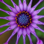 Paarse bloem - yoksel-zok-EX0Fn1BCvfs-unsplash