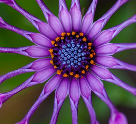 Paarse bloem - yoksel-zok-EX0Fn1BCvfs-unsplash