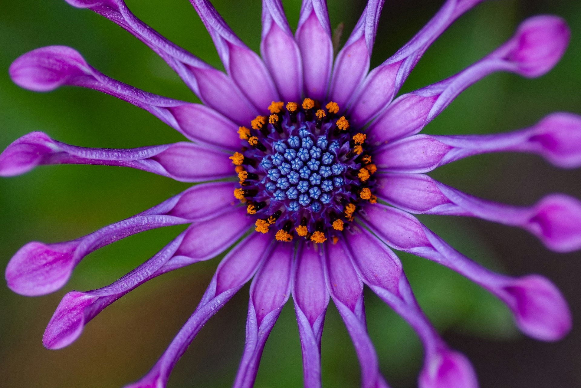 Paarse bloem - yoksel-zok-EX0Fn1BCvfs-unsplash