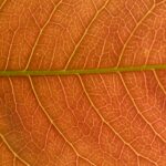 Rood herfstblad boom close up nerven dinansh-jFMoTX_i5N8-unsplash