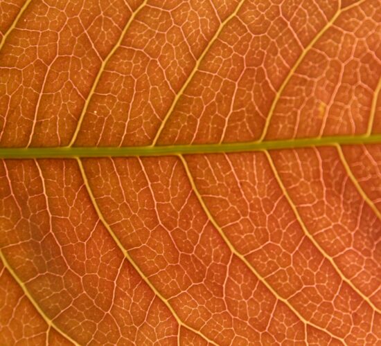 Rood herfstblad boom close up nerven dinansh-jFMoTX_i5N8-unsplash