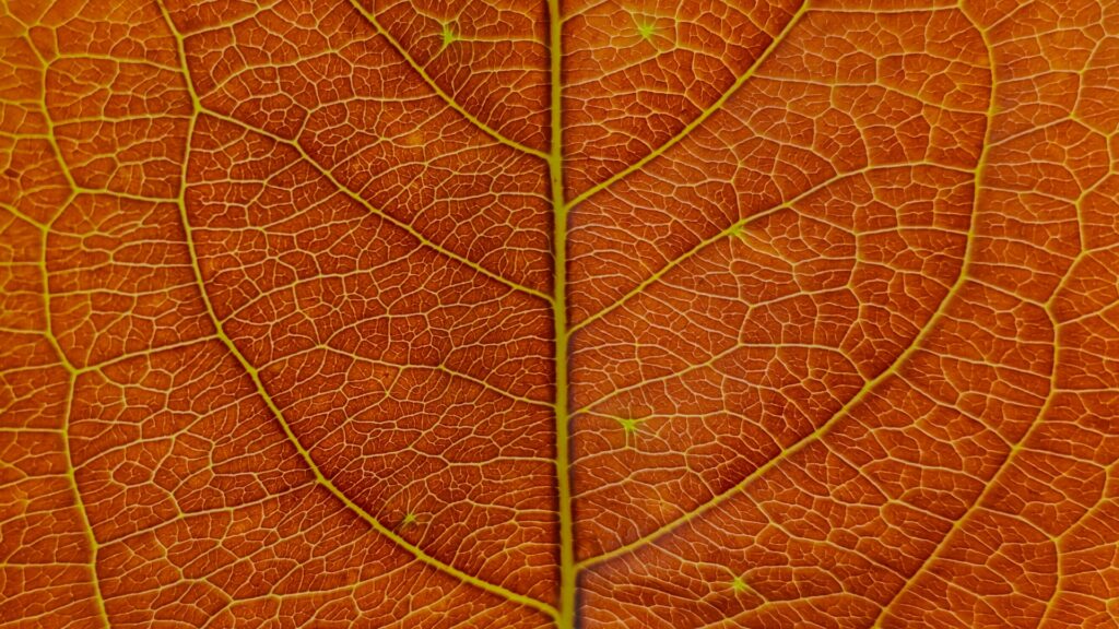 soubhagya-satpathy-0b7Ob_7rDyM-unsplash