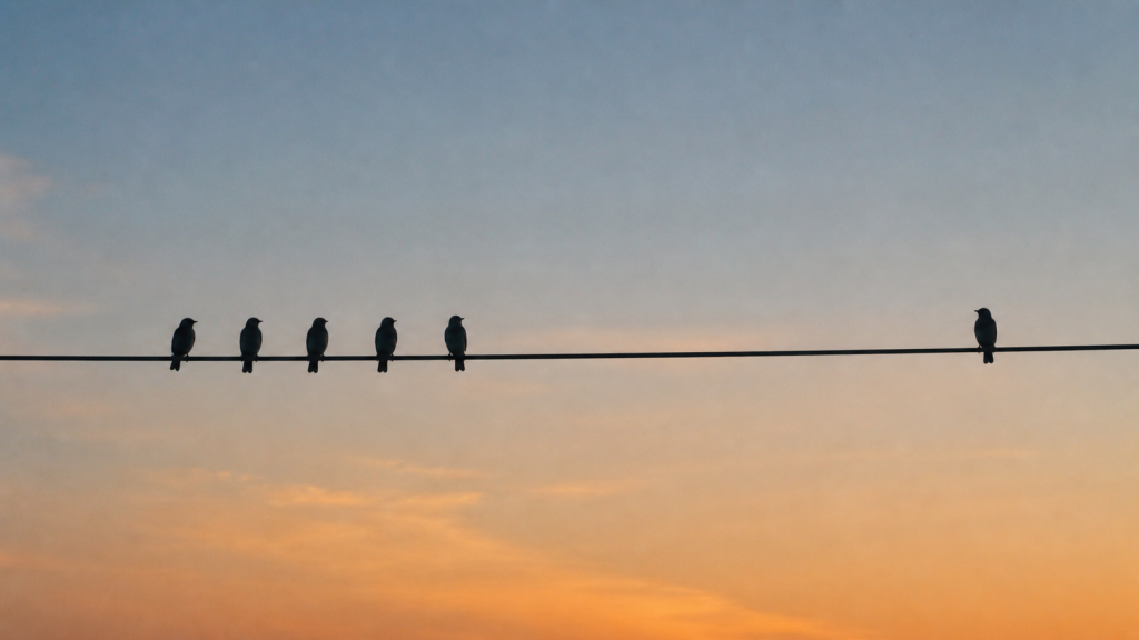 team-birds-gewoonaandeslag