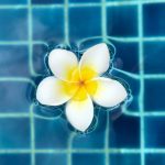 white flower in blue swimmingpool from above yana-druzhinina-EWD3tj_36Iw-unsplash