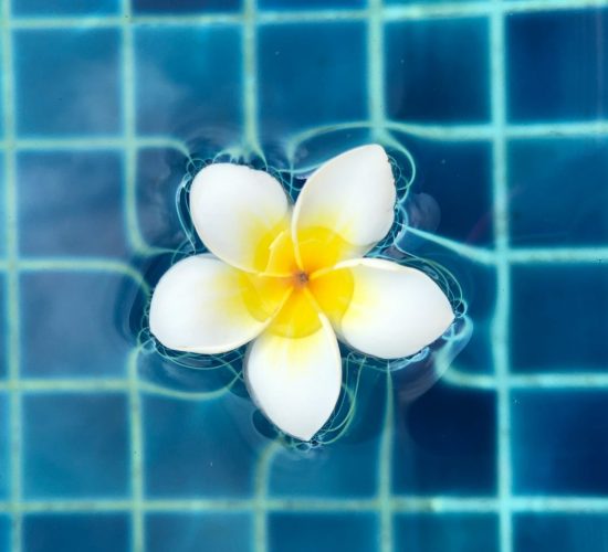 white flower in blue swimmingpool from above yana-druzhinina-EWD3tj_36Iw-unsplash