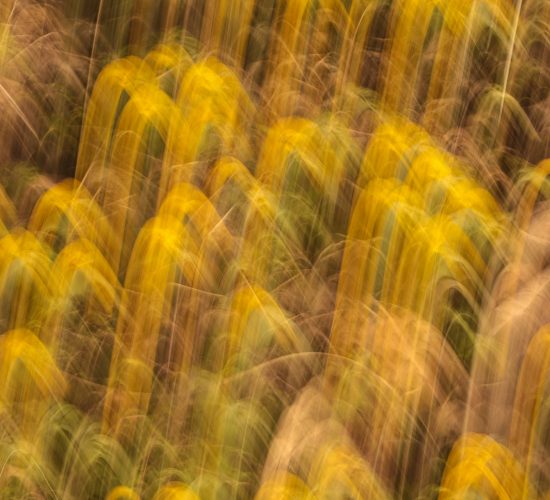 mariola-grobelska-pCvqX3_kQjo-unsplash